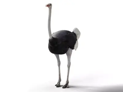 Ostrich Camel Bird Animal Low-poly 3D model