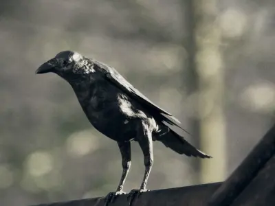 Crow - Rigged Low-poly 3D model