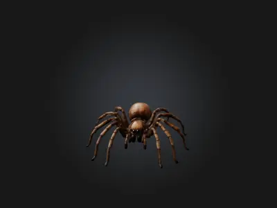 Realistic Spider Model Low-poly 3D model