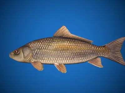 Oceon Fish  Low-poly 3D model