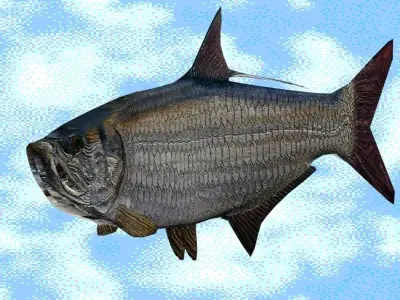 tarpon fish flying in sky 3D model