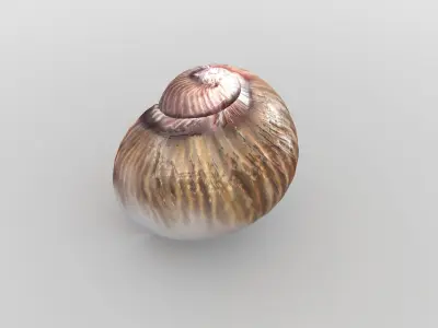 Sea snail Low-poly 3D model