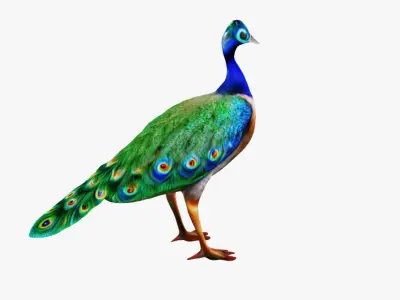 Peacock Free 3D model