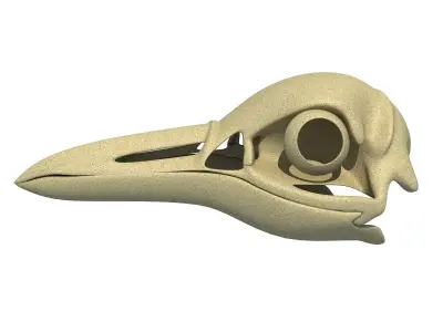Detailed Penguin Skull 3D model
