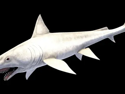Edestus Shark Asset Pack Low-poly 3D model