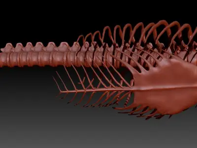 Dinosaur Giganotosaurus Rib Set Skeletons 3D model