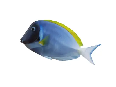 Low-Poly Acanthurus Leucosternon Animated Low-poly 3D model