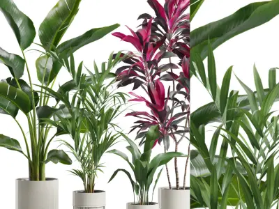 Indoor Plants Pack 86 3D model