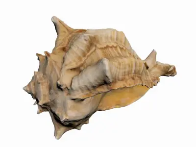 Sea Shell Low-poly 3D model