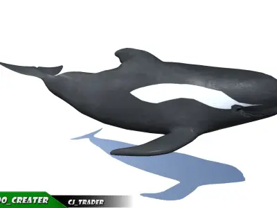 Low-Poly Long finned Whale Rigged Animated 3D model Low-poly 3D model
