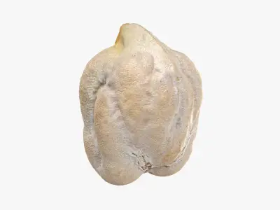 Dry Garbanzo Bean 02 3D model