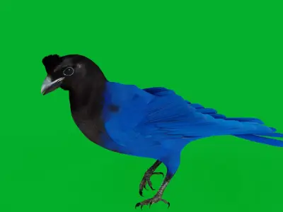 Azure Jay Bird Low-poly 3D model