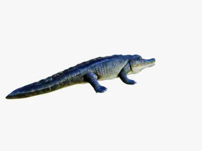 Crocodile Free 3D model