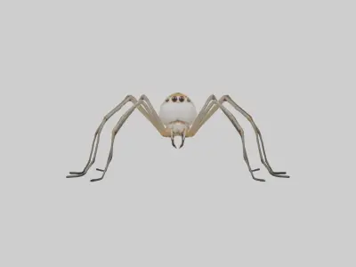 Daddy Longlegs Spider Low-poly 3D model