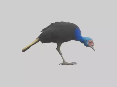 Cassowary chick exploring model 3D model