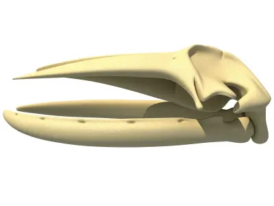 Humpback Whale Skull 3D model
