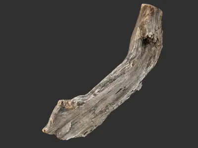 Tree trunk 3d scan 3D model