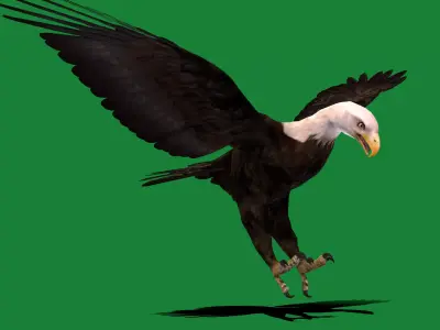Bald Eagle BIrd 3D model