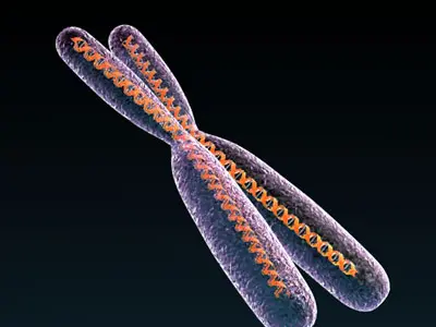 Micro cells models collection 3D model