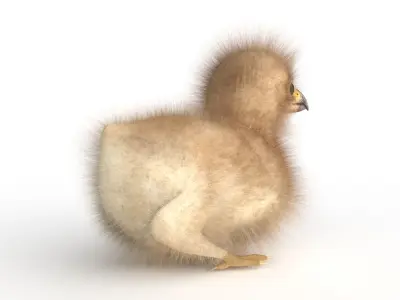  3D Baby Eagle 3D model