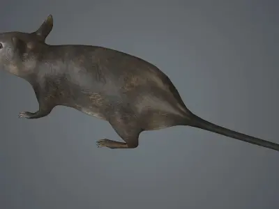 rat fur mouse mice animals rodent farm epidemic  3D model