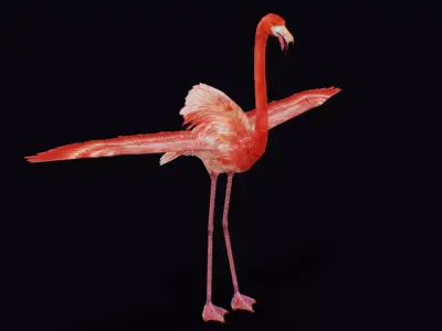 Flamingo American Caribbean Pink Bird Wild Exotic Animal  Low-poly 3D model