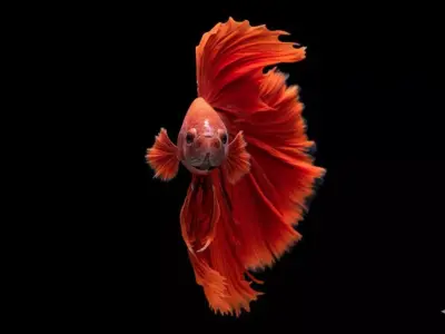 Fiery Phoenix Hyper-Realistic Red Betta Fish Sculpture Low-poly 3D model