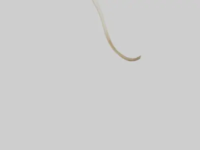 Kangaroo Tibia Low-poly 3D model