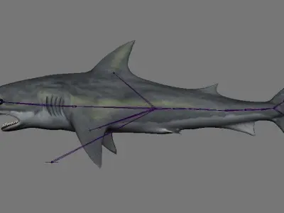Great White Shark rigged 1 3D model