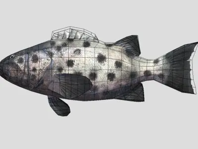 Giant Sea Bass  Realistic Animated Low-poly 3D model