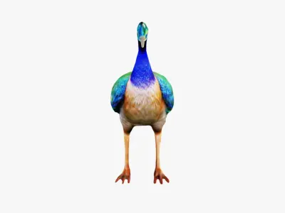 Peacock Free 3D model