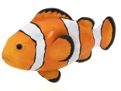  Clown Fish 3D model