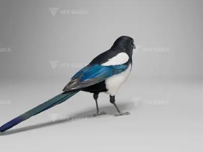 Oriental Magpie Animation - Blender 3D model