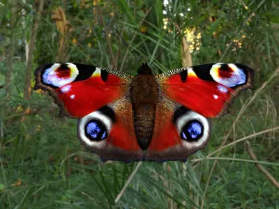 beautiful peacock butterfly Low-poly 3D model