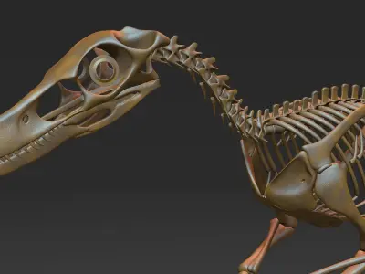 Velociraptor skeleton 3D model