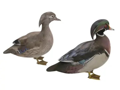 Mandarin Duck  Low-poly 3D model