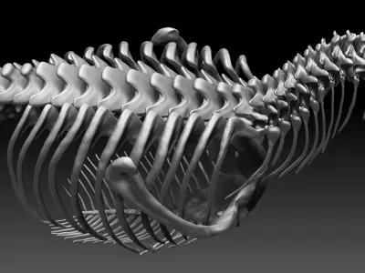 Dinosaur Tarbosaurus Bataar Rib and  Neck Set Skeletons 3D model