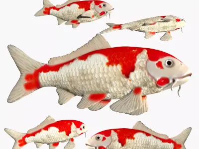 Koi Carp fish Low-poly 3D model