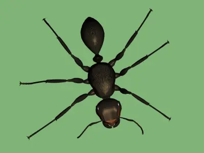 Soldier ant 3D model