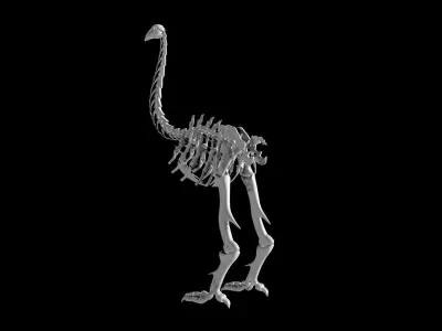 Moa skeleton Low-poly 3D model