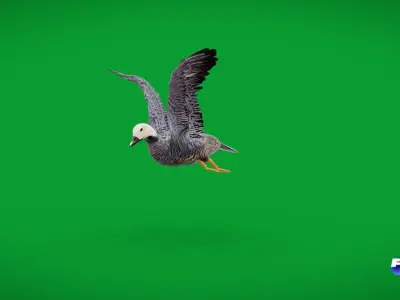 Emperor Goose Bird Low-poly 3D model