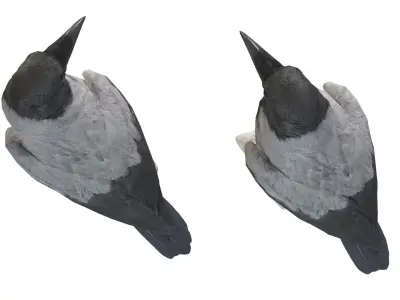  Hooded Crow 3D model