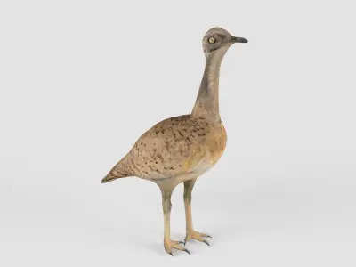 Houbara bird 3D model
