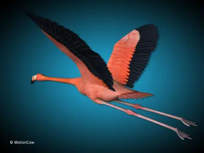 Flamingo - Flight 3D model