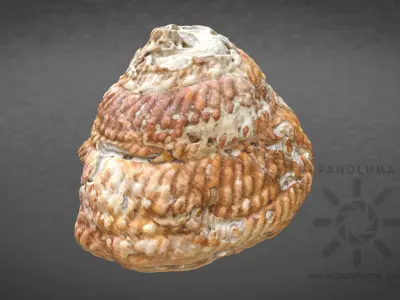 Seashell 3D Scan Free low-poly 3D model