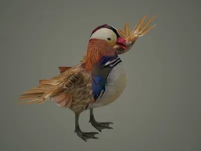 bird duck mandarin colorful beautiful nature animal 3D model