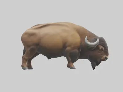 Bison grazing model 3D model