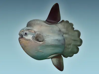Sunfish 2 puffer fish 3D model