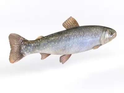 Fresh Char Fish 3D model