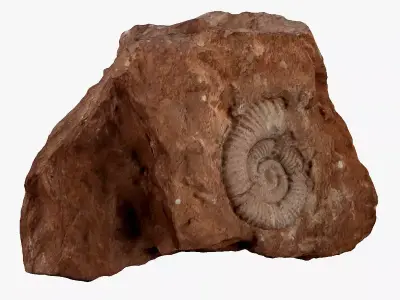 Fossil rock 3D model